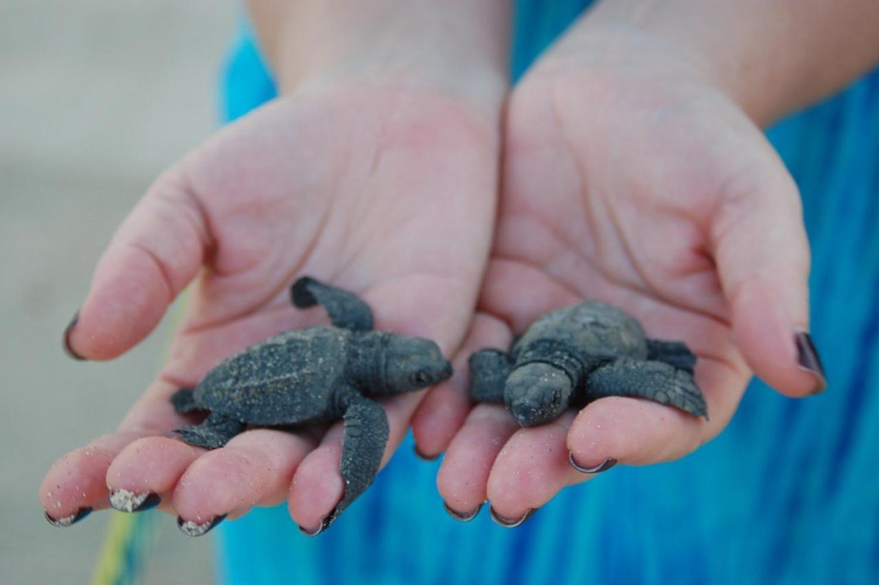 Turtle Paradise Tangalle Εξωτερικό φωτογραφία