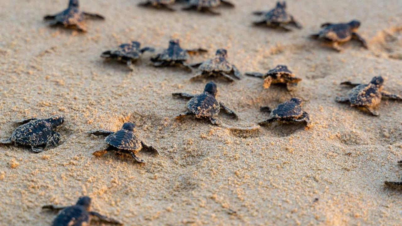 Turtle Paradise Tangalle Εξωτερικό φωτογραφία